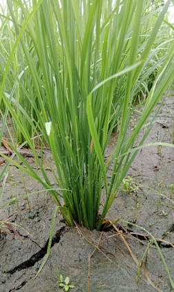 Tall, lush green blades of grass emerging from cracks in dry, brown soil, indicating resilience and vitality.