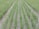 Rows of lush green plants grow systematically in a well-irrigated field, with the soil appearing moist and well-maintained. The plants are evenly spaced, suggesting careful agricultural planning and management.