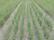 Rows of lush green plants grow systematically in a well-irrigated field, with the soil appearing moist and well-maintained. The plants are evenly spaced, suggesting careful agricultural planning and management.