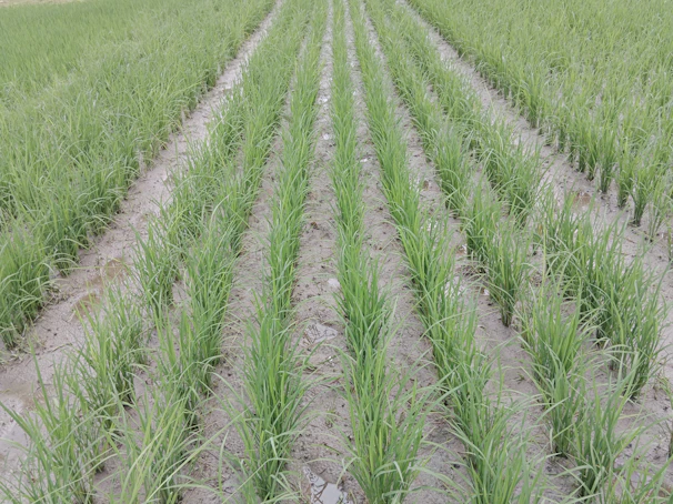 A farmer inspecting lush green crops thriving on previously barren, saline soil treated with advanced technology.