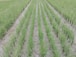 Rows of lush green plants grow systematically in a well-irrigated field, with the soil appearing moist and well-maintained. The plants are evenly spaced, suggesting careful agricultural planning and management.