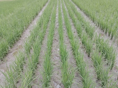 Rows of lush green plants grow systematically in a well-irrigated field, with the soil appearing moist and well-maintained. The plants are evenly spaced, suggesting careful agricultural planning and management.