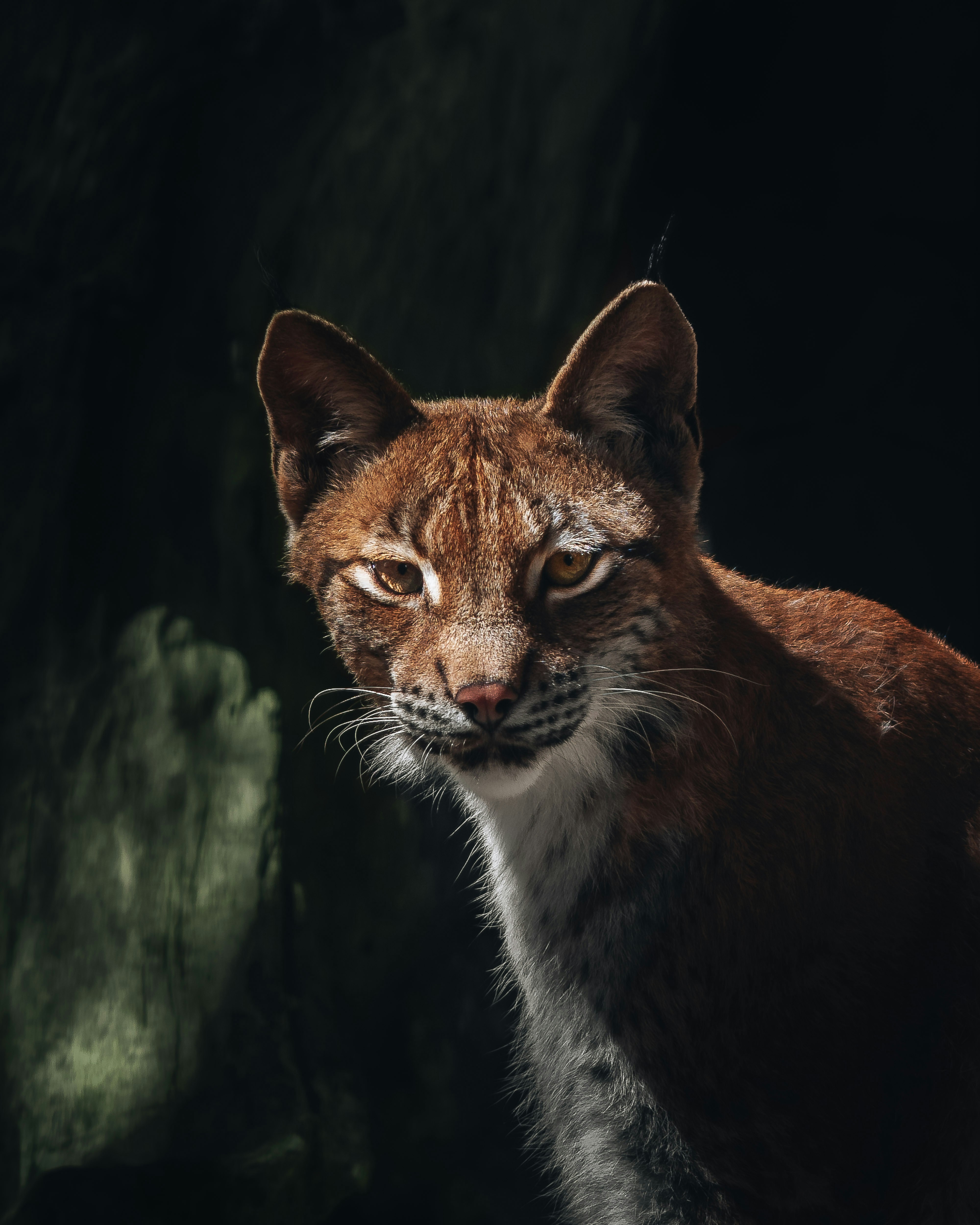The Puma’s Quiet Roar (image credits: unsplash)