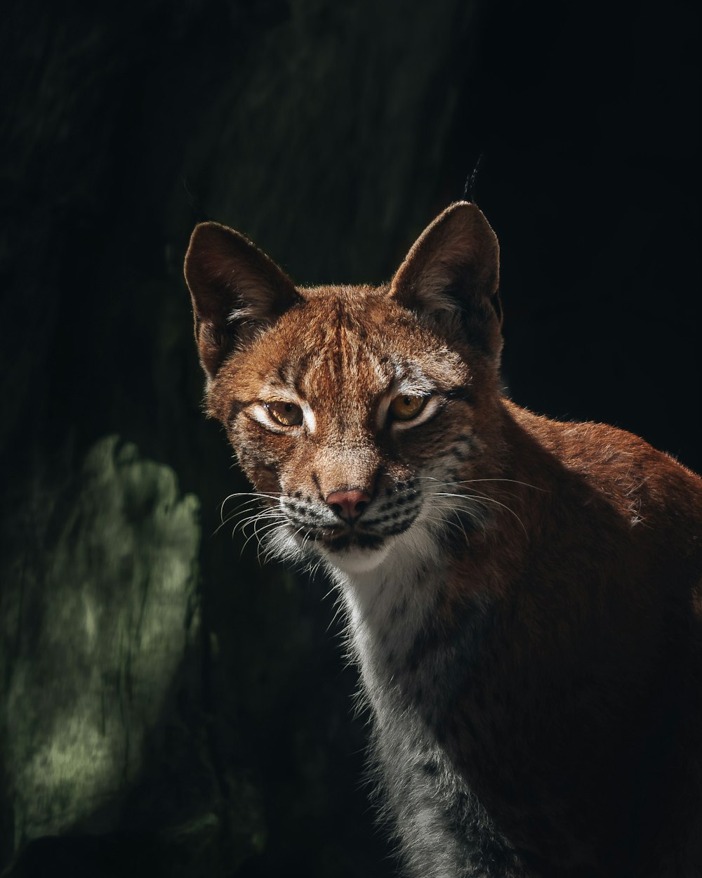 a close up of a cat with a black background