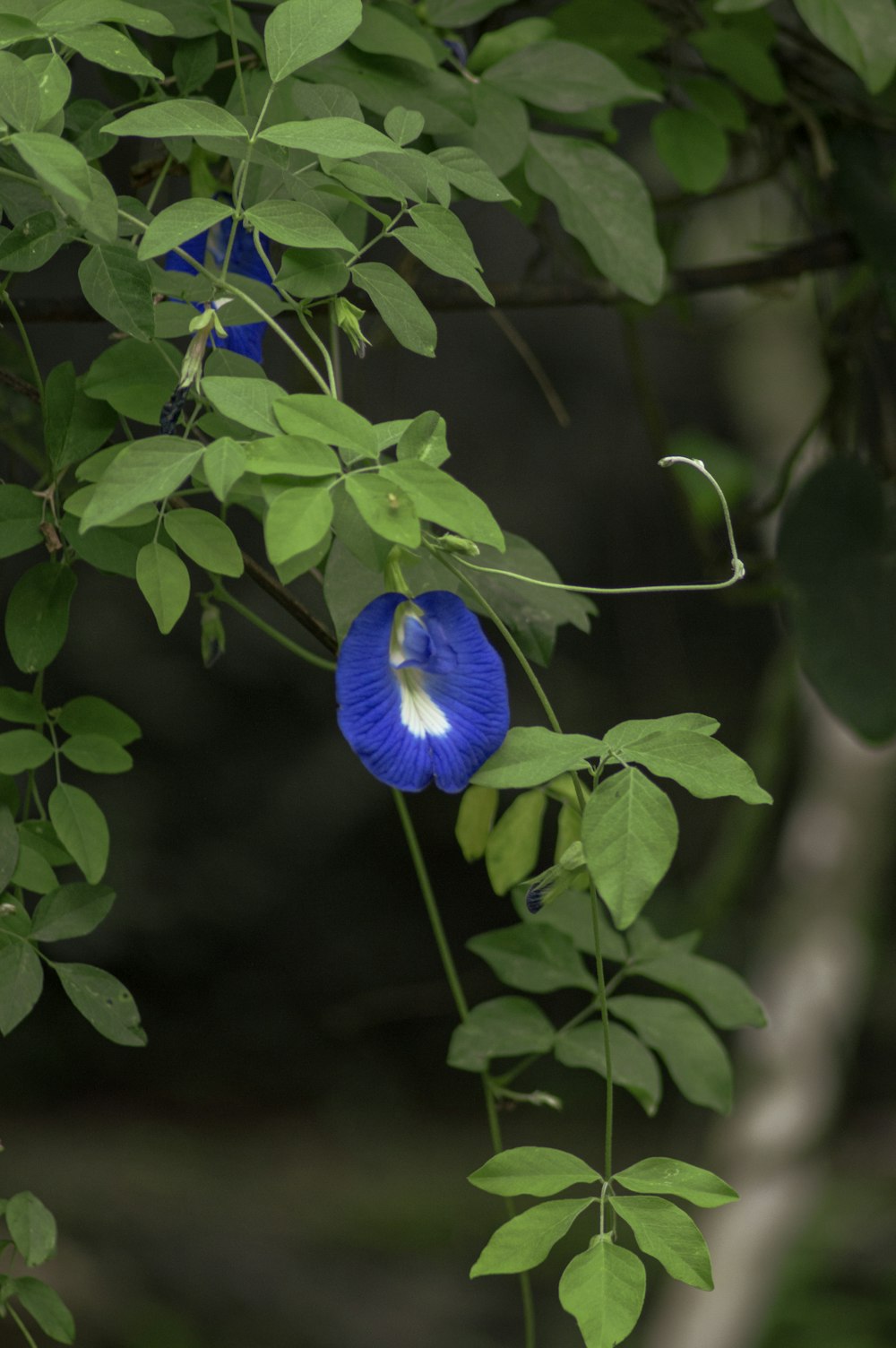 a blue flower that is growing on a tree