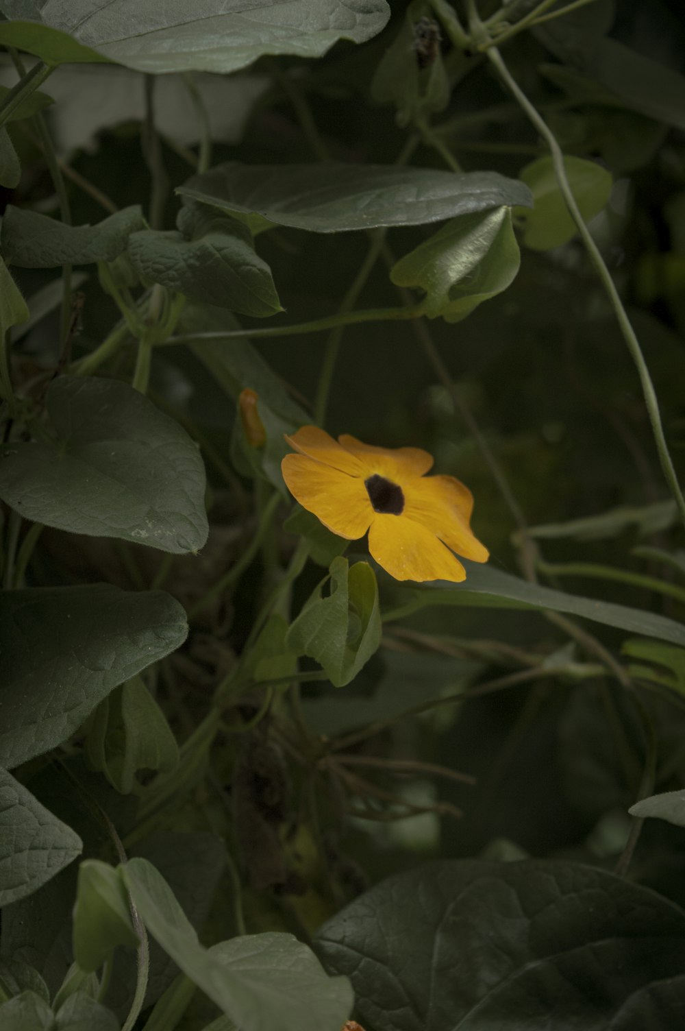 a yellow flower with green leaves in the background