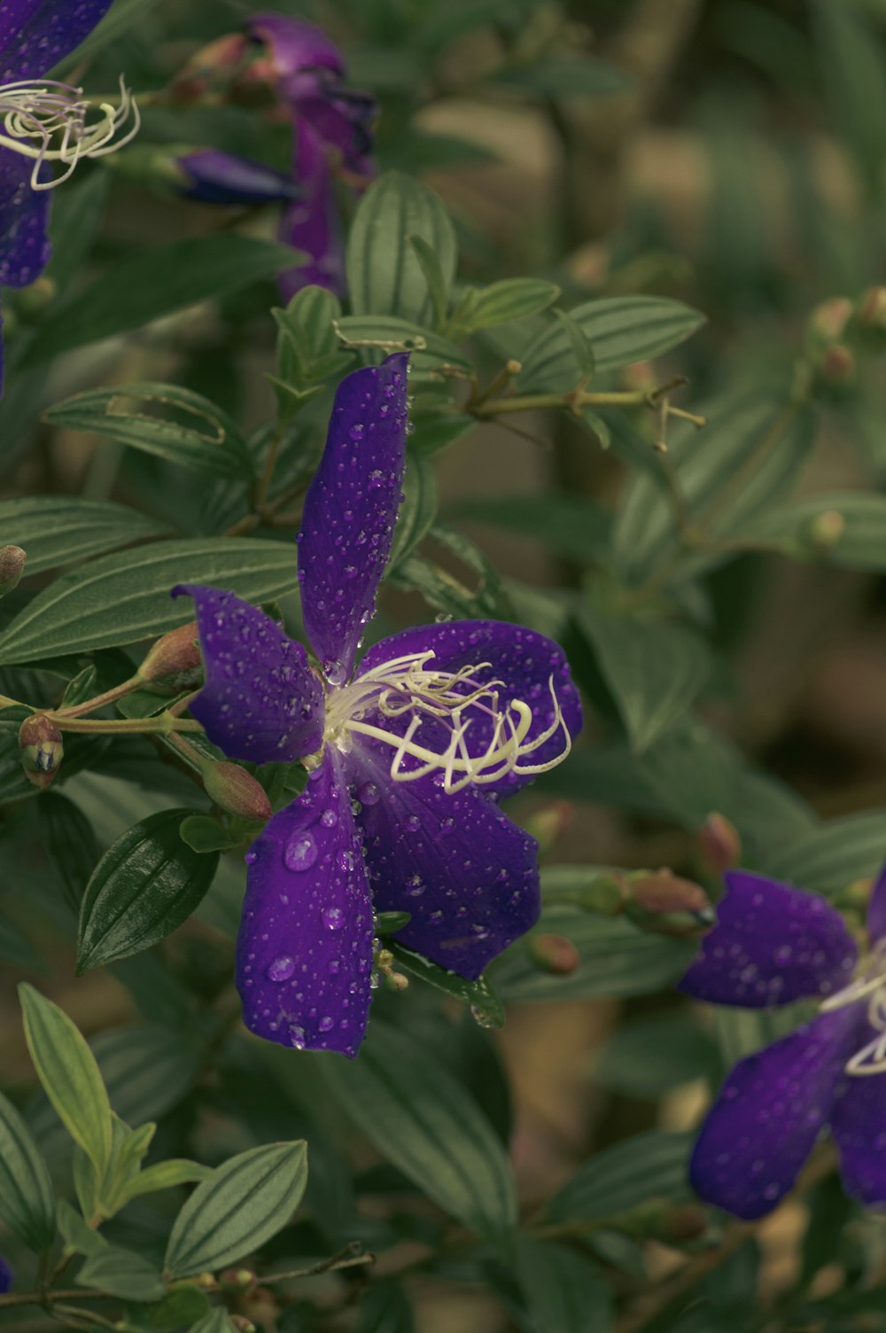 a purple flower with water droplets on it