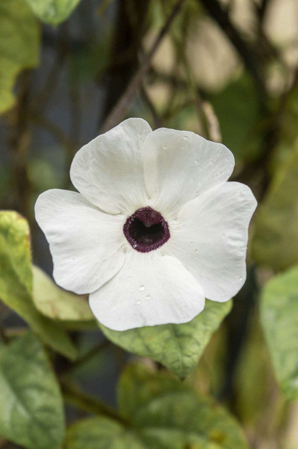 a white flower with a purple center surrounded by green leaves