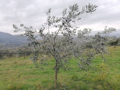 An olive tree stands in a green field with hills in the background. The tree has dense, silvery leaves and is laden with small, dark olives. The sky is overcast, lending a muted light to the landscape.