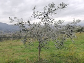 An olive tree stands in a green field with hills in the background. The tree has dense, silvery leaves and is laden with small, dark olives. The sky is overcast, lending a muted light to the landscape.