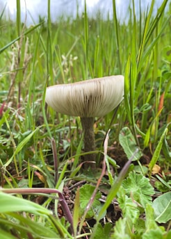 A close-up of a mushroom growing amidst lush green grass and foliage. The mushroom has a light-colored, umbrella-shaped cap with visible gills underneath. Surrounding the mushroom are various types of grass and small leaf plants, with a soft focus on the background.