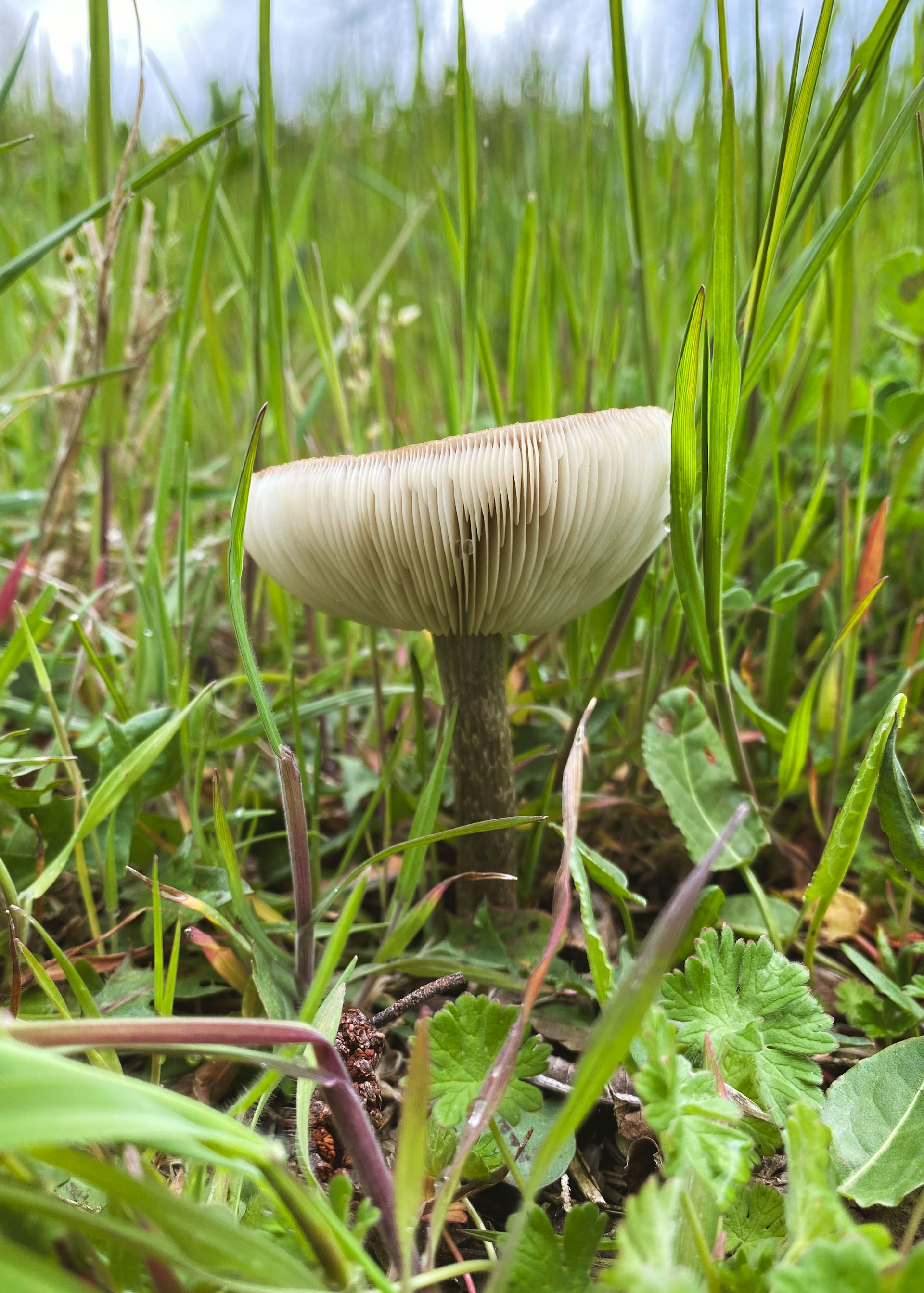 woman wearing yellow long-sleeved dress under white clouds and blue sky during daytime