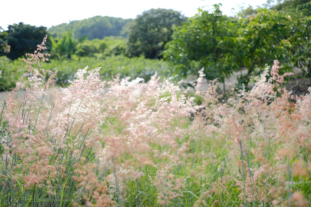 a field of tall grass with trees in the background