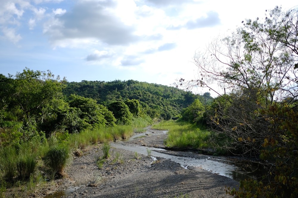 Un río que atraviesa un frondoso bosque verde