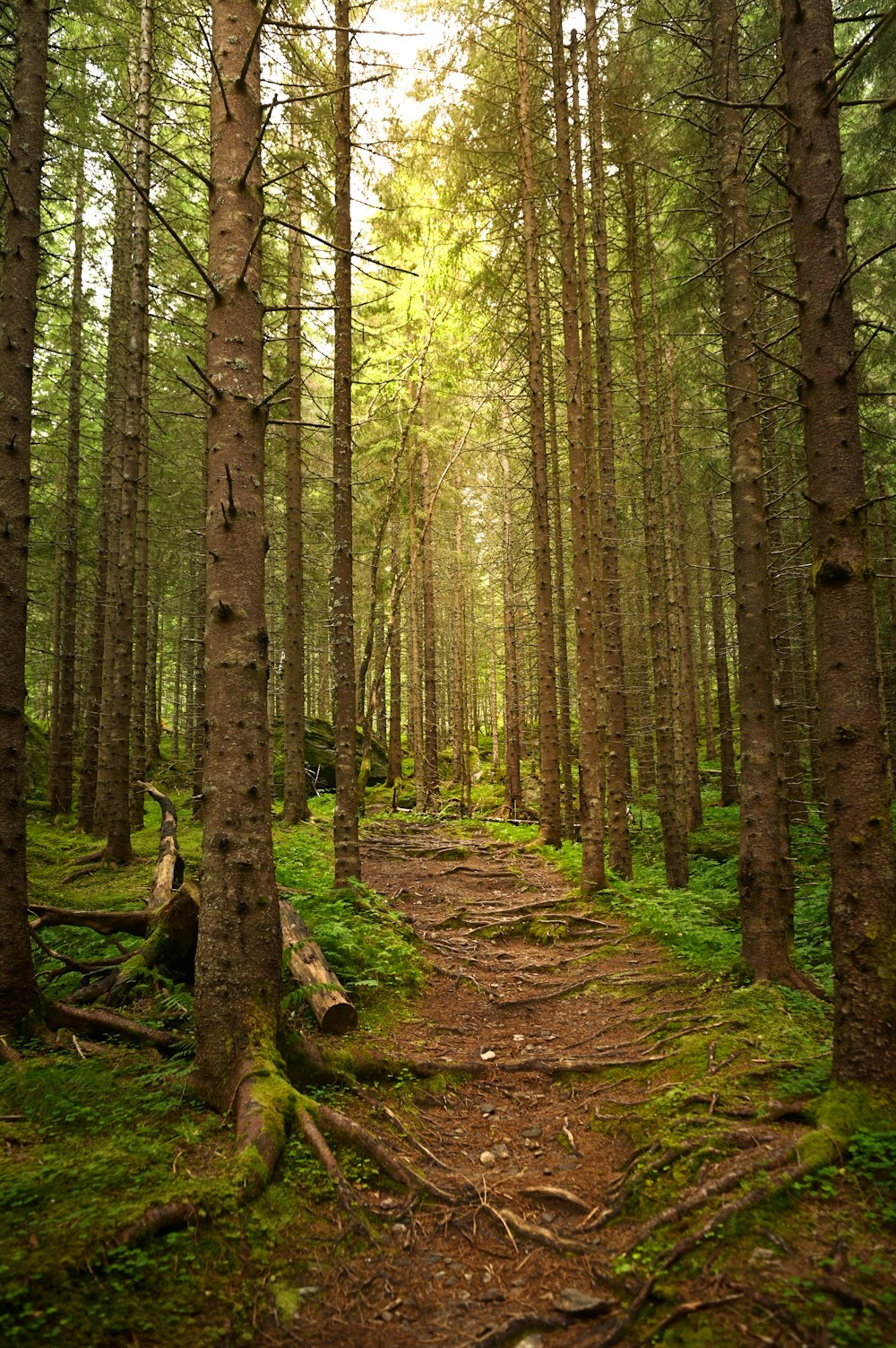 um caminho através de uma floresta com muitas árvores