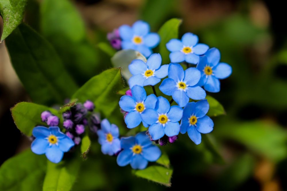 um grupo de pequenas flores azuis sentadas em cima de folhas verdes