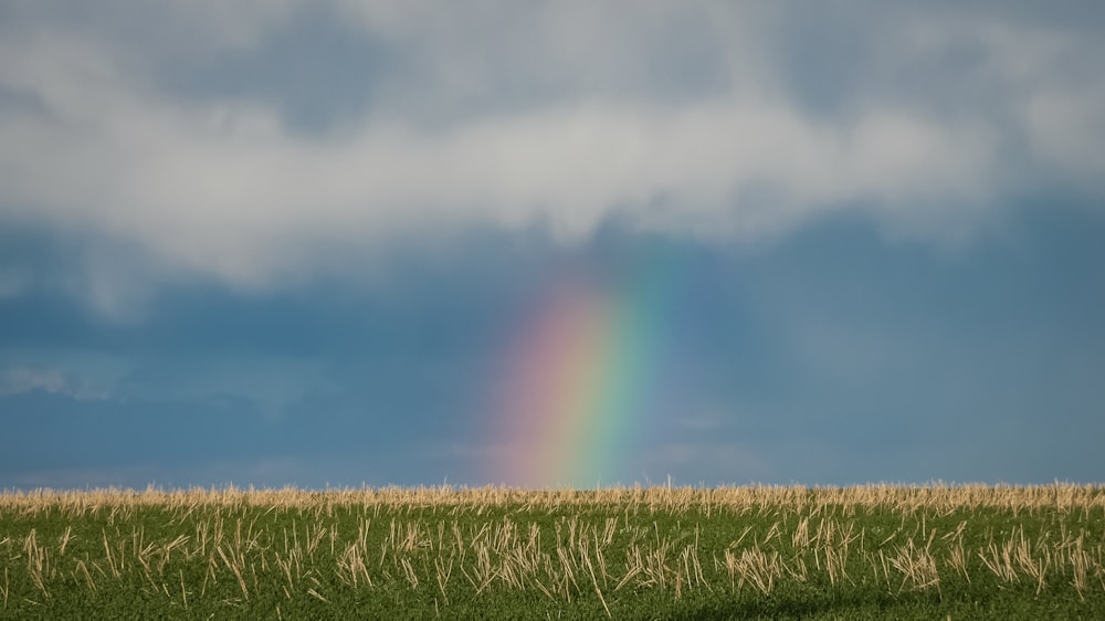 a rainbow in the sky over a field of grass