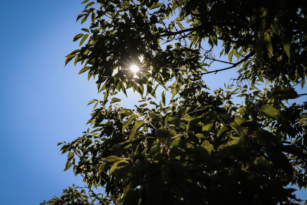 the sun shines through the leaves of a tree