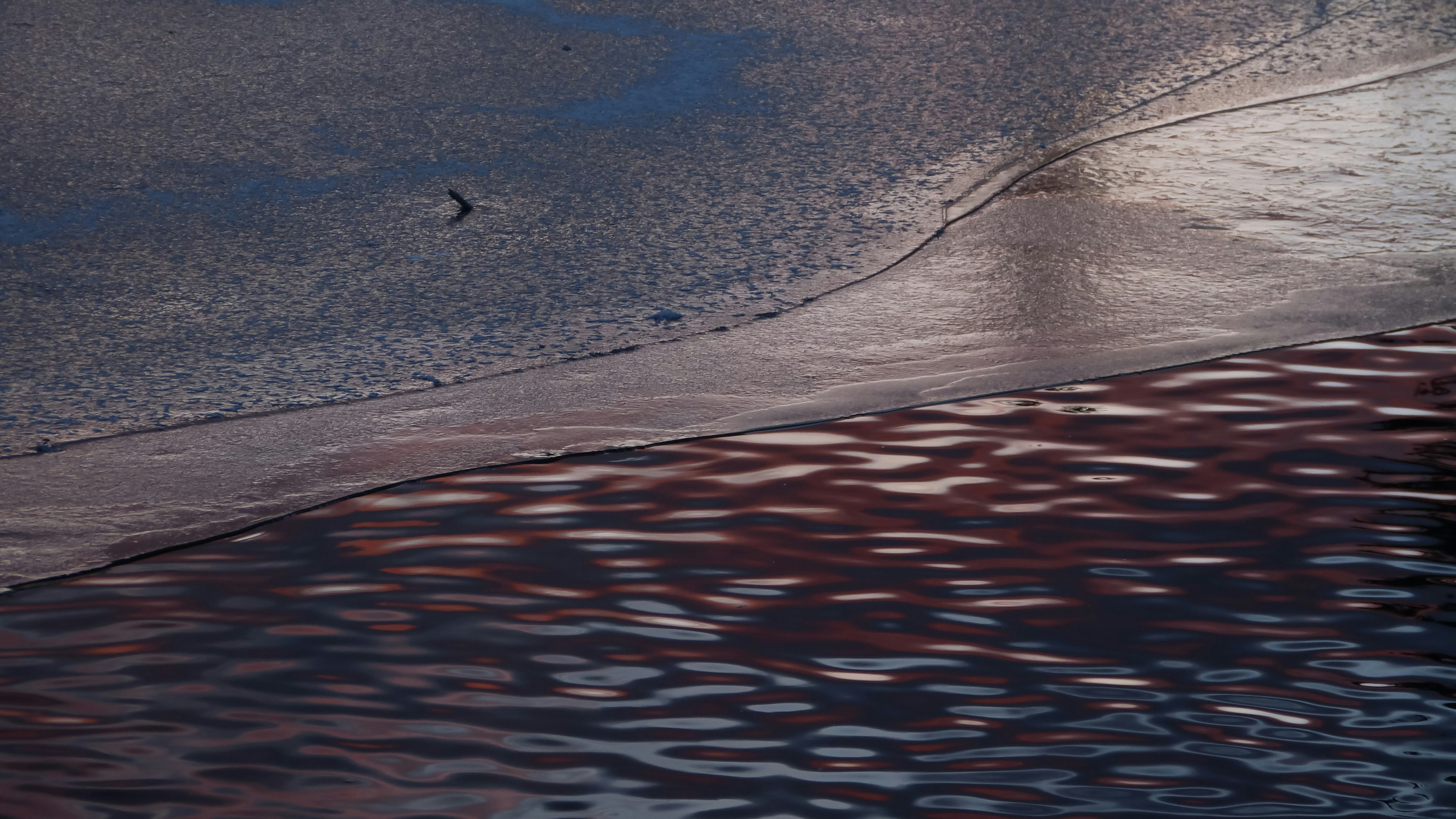 un oiseau debout au bord d’un plan d’eau