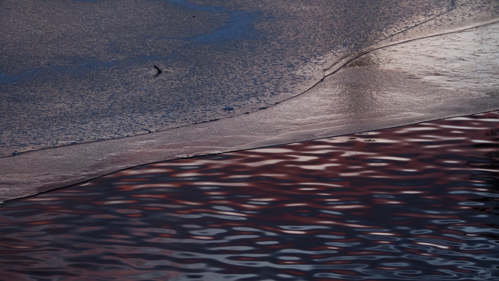 a bird standing on the edge of a body of water