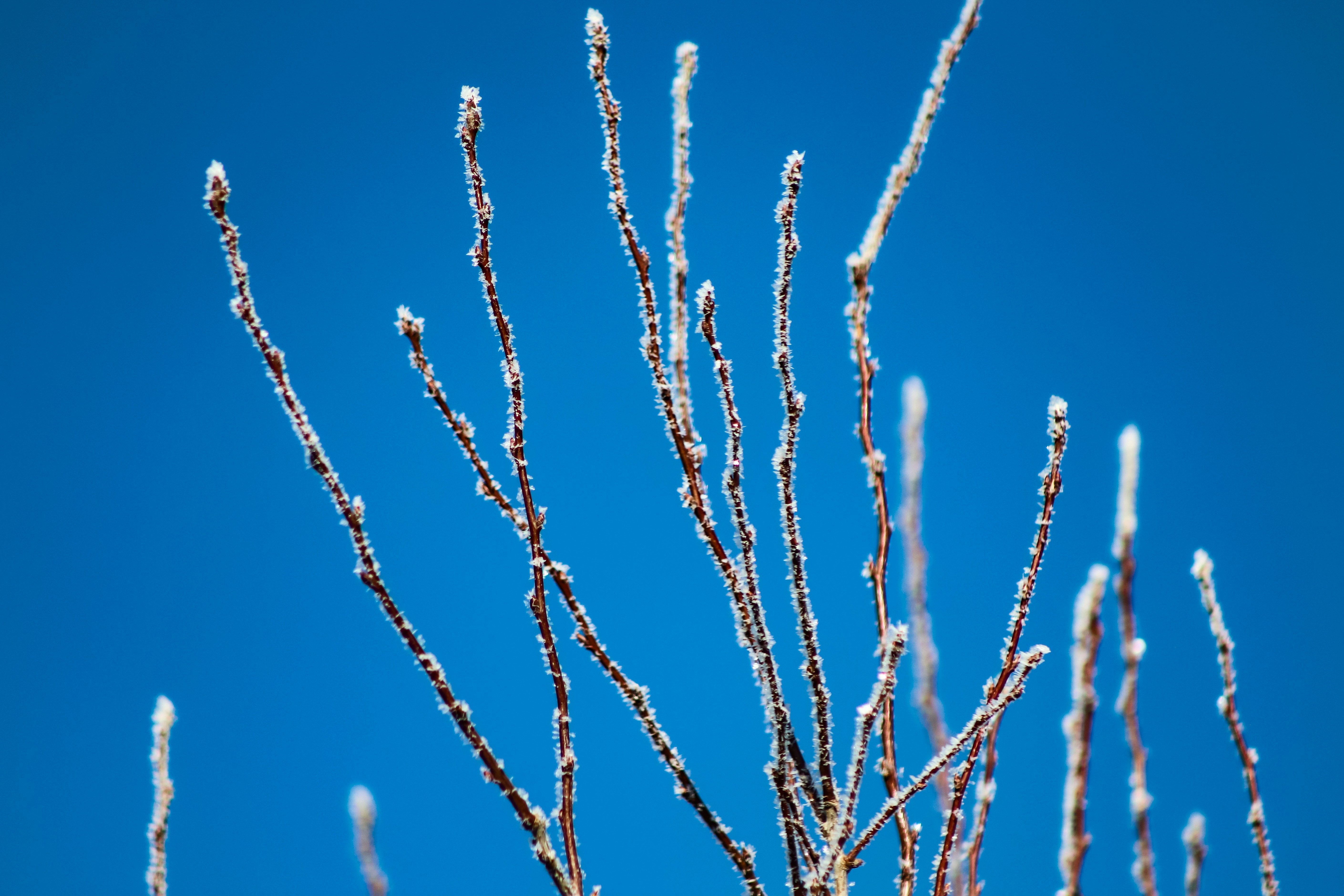 les branches d’un arbre sont couvertes de glace