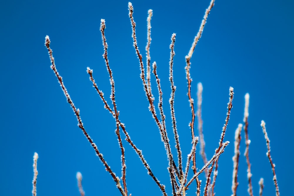 I rami di un albero sono coperti di ghiaccio