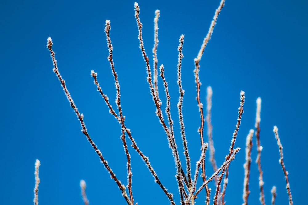 the branches of a tree are covered in ice