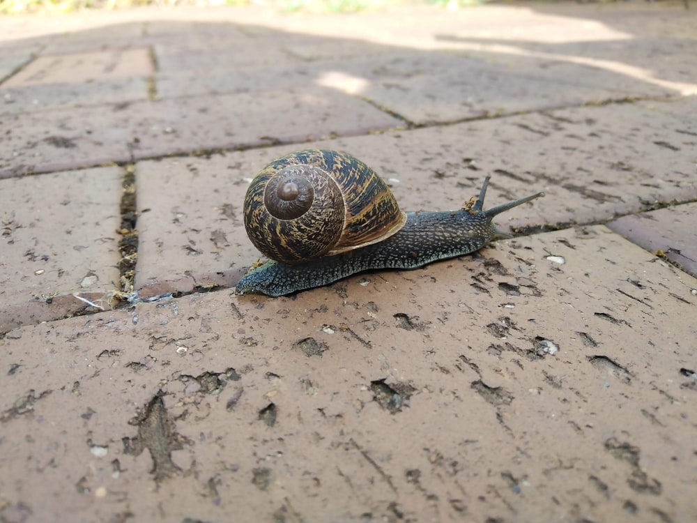 a snail crawling across a brick walkway