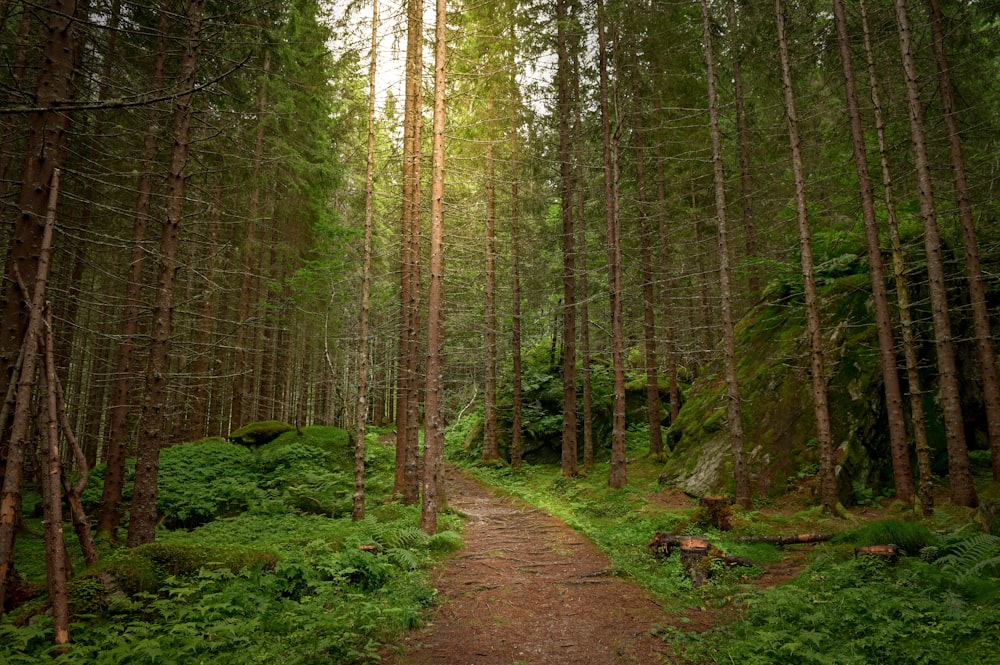 Un sentiero nel mezzo di una foresta con molti alberi