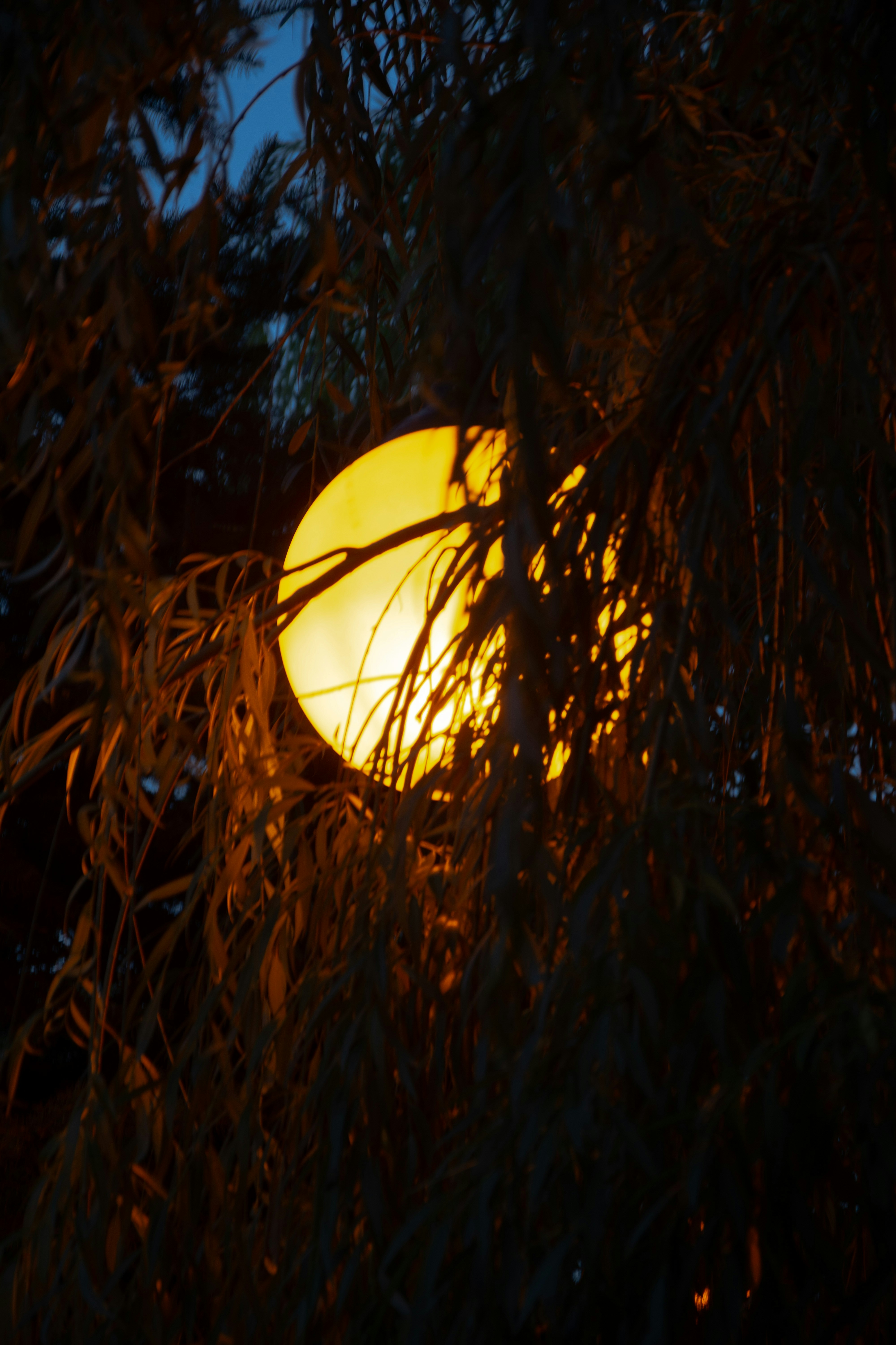 a street light in a tree at night