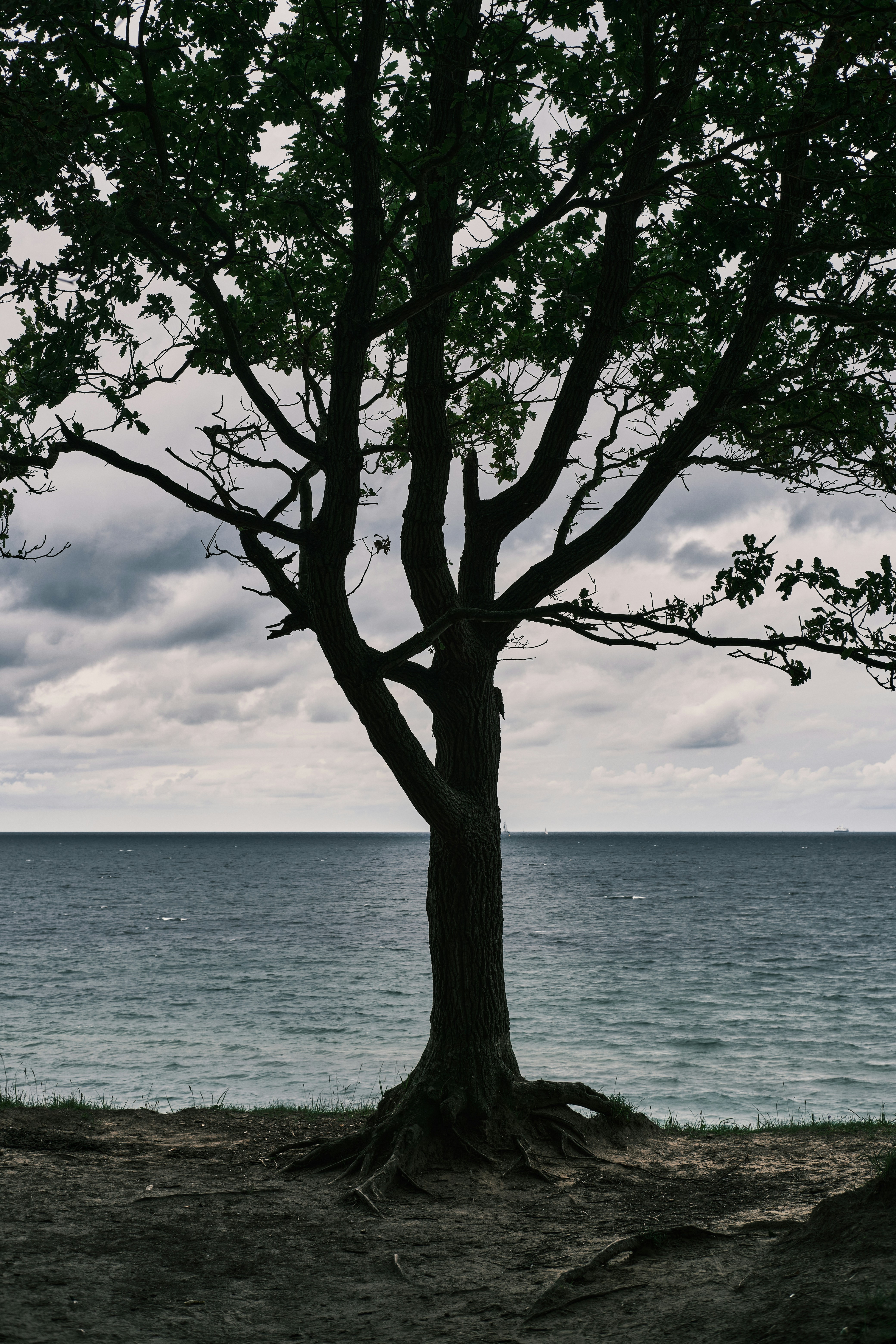 a lone tree on the shore of a body of water
