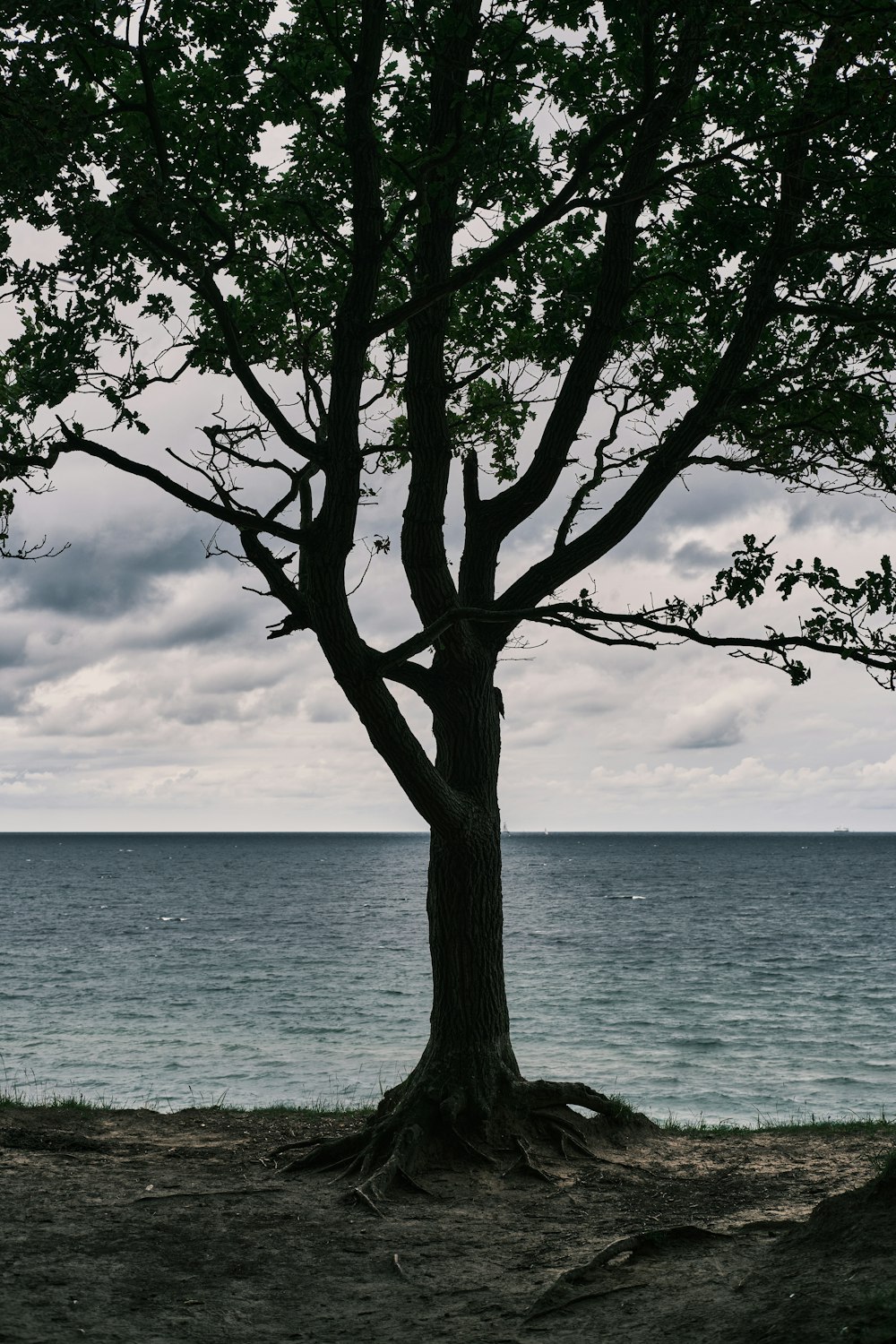 a lone tree on the shore of a body of water