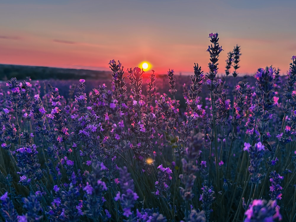 ein Feld mit Lavendelblüten und der Sonnenuntergang im Hintergrund