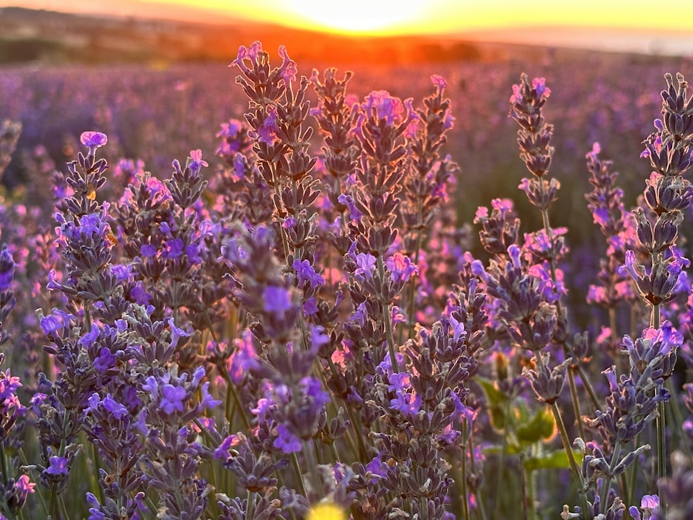 a field of lavender flowers with the sun setting in the background