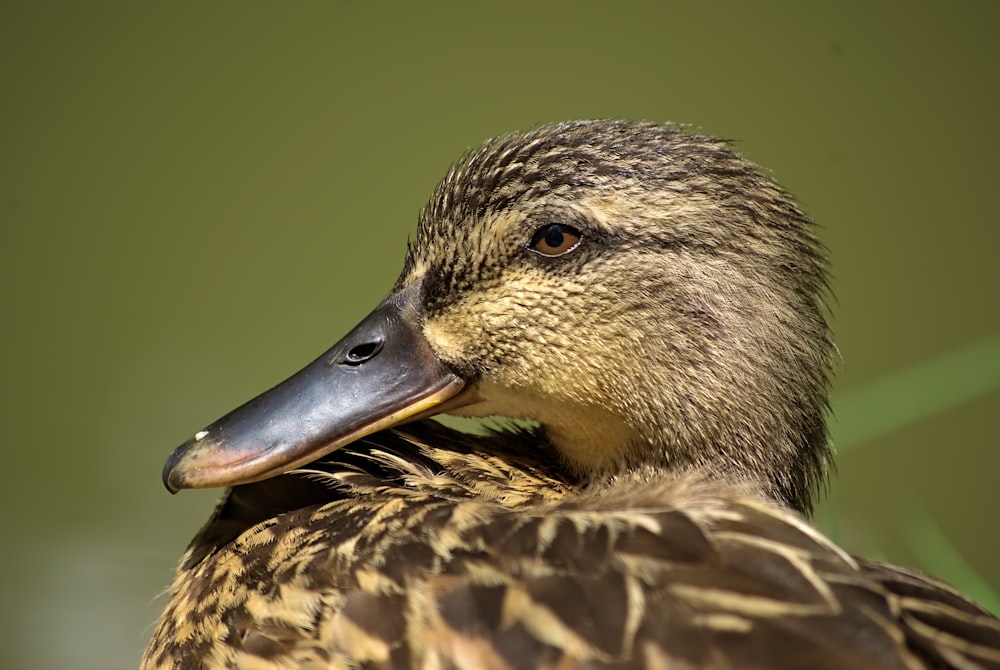 a close up of a duck with a blurry background