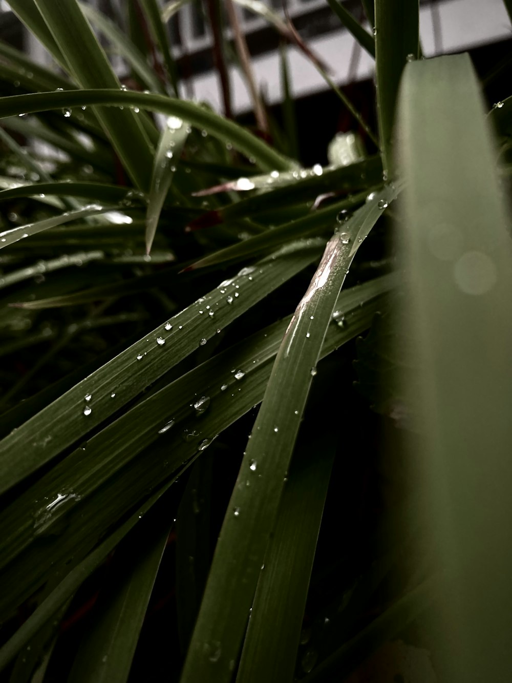 a close up of a plant with water droplets on it