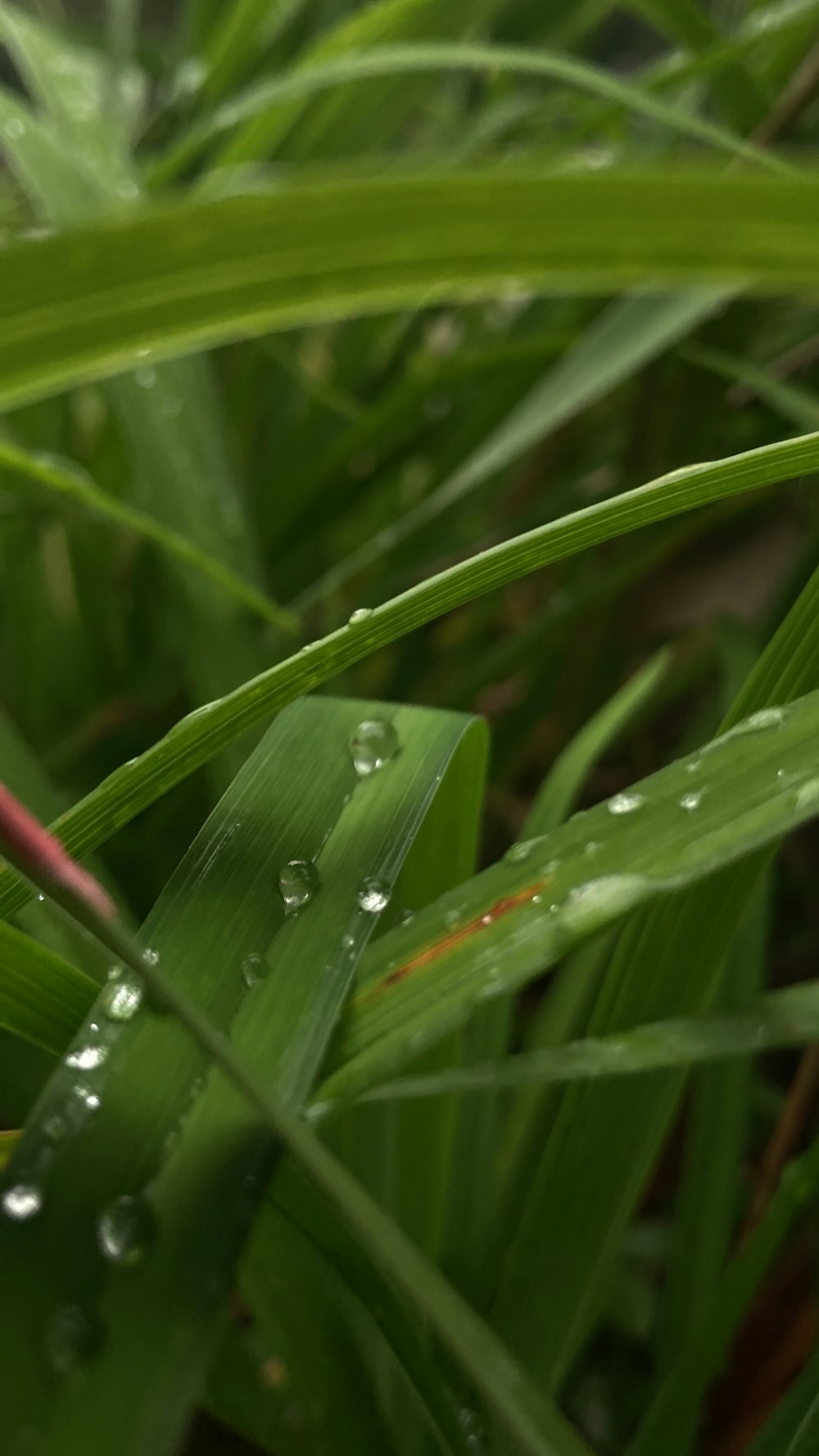 a close up of grass with water drops on it