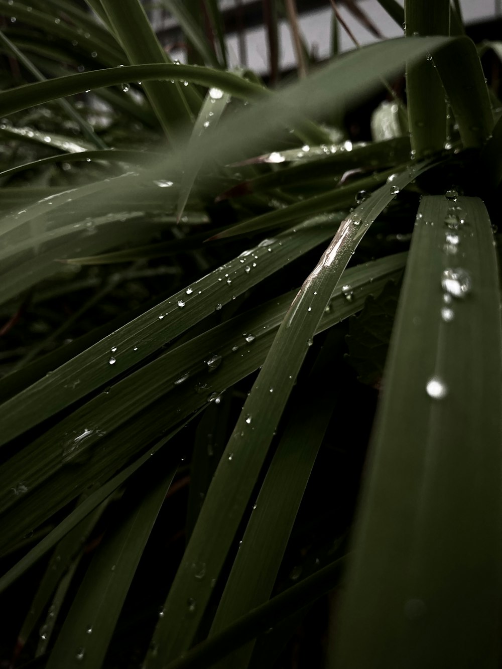 a close up of a plant with drops of water on it