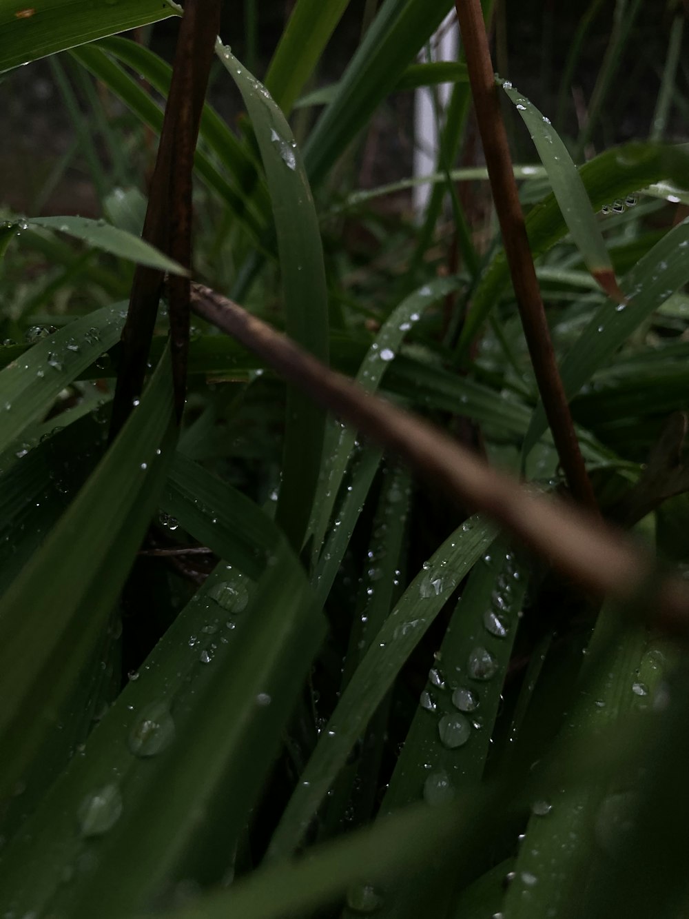 a close up of grass with water droplets on it