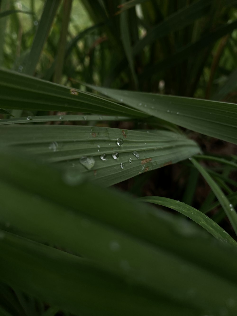 a close up of a leaf with water drops on it