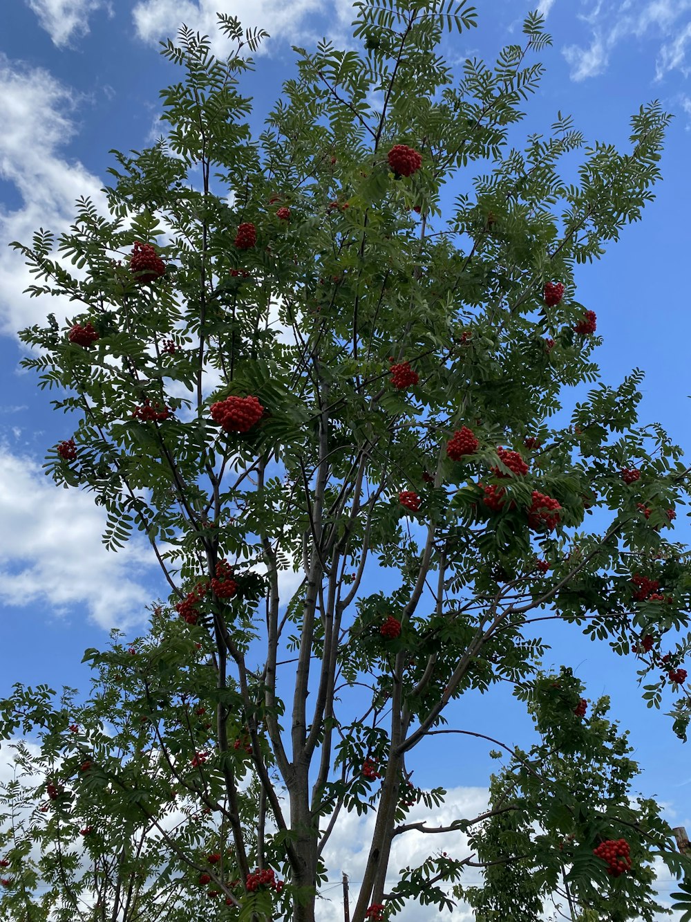 ein Baum mit vielen roten Blüten darauf