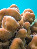 A close-up of a diver's hand gently touching a bright coral formation underwater