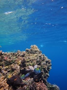 A vibrant marine life scene with colorful fish swimming near a coral reef