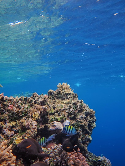 A vibrant underwater scene showing a colorful coral reef teeming with tropical fish in Isla Isabel.