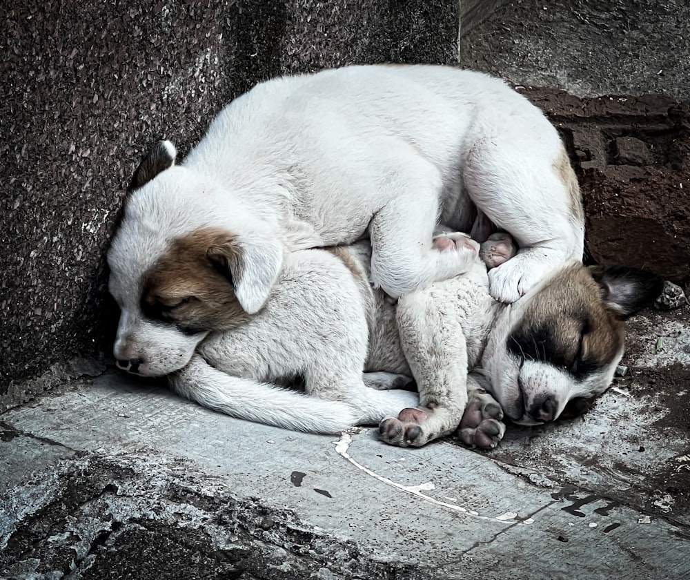 a couple of puppies are laying on top of each other