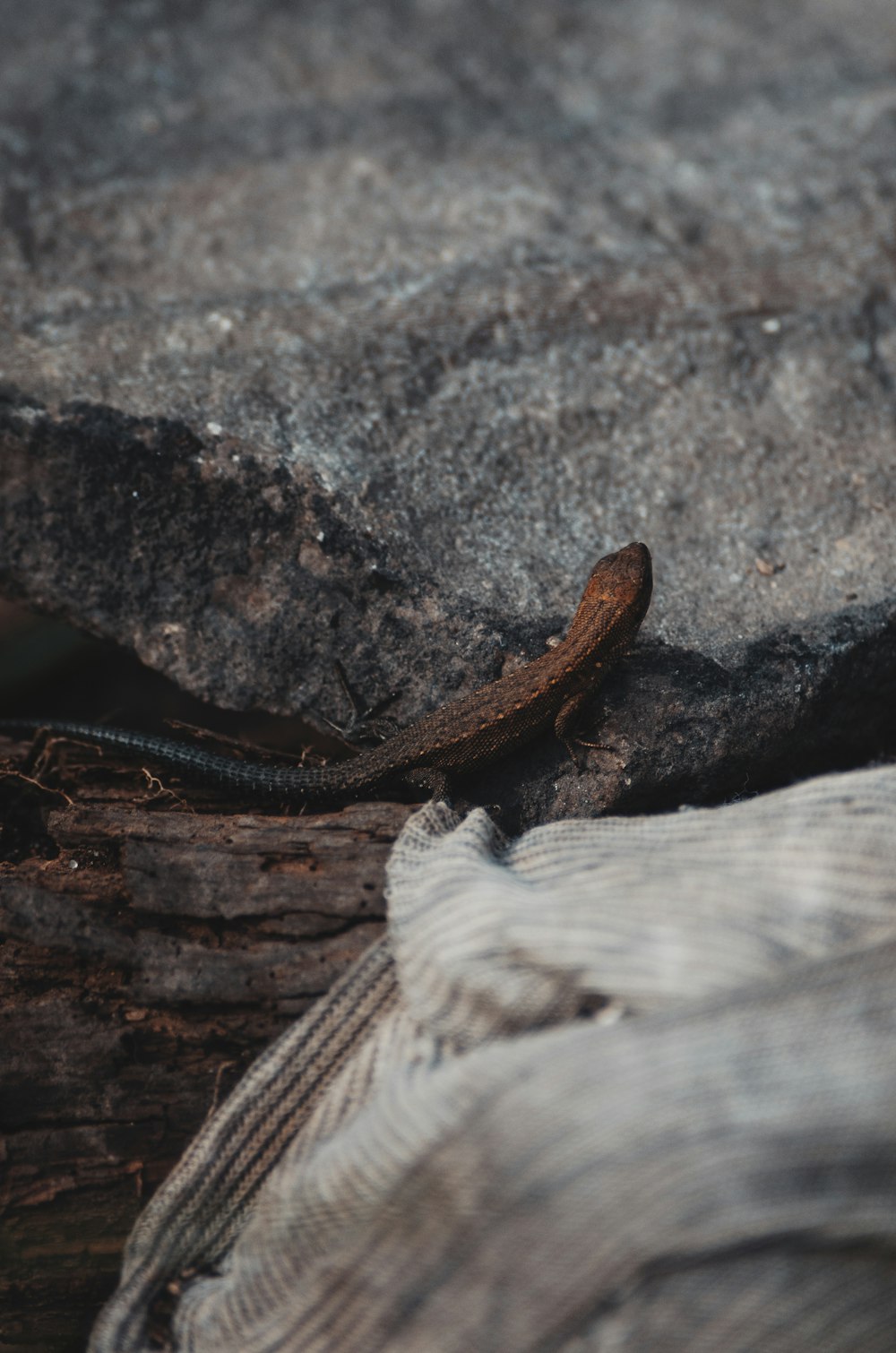 a lizard is sitting on a rock outside