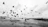 A black and white photograph captures a beach scene with numerous birds in flight. The sky is filled with birds, while a person is visible on the ground, possibly feeding them. The shoreline is slightly visible in the background, with clouds adding to the dramatic atmosphere.