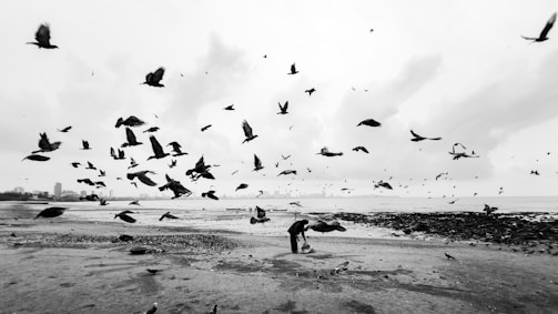 A black and white photograph captures a beach scene with numerous birds in flight. The sky is filled with birds, while a person is visible on the ground, possibly feeding them. The shoreline is slightly visible in the background, with clouds adding to the dramatic atmosphere.