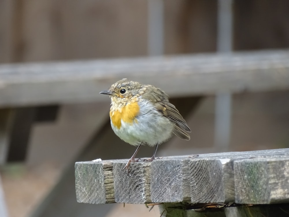 a small bird sitting on top of a wooden fence