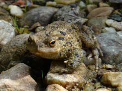 a frog sitting on top of a pile of rocks